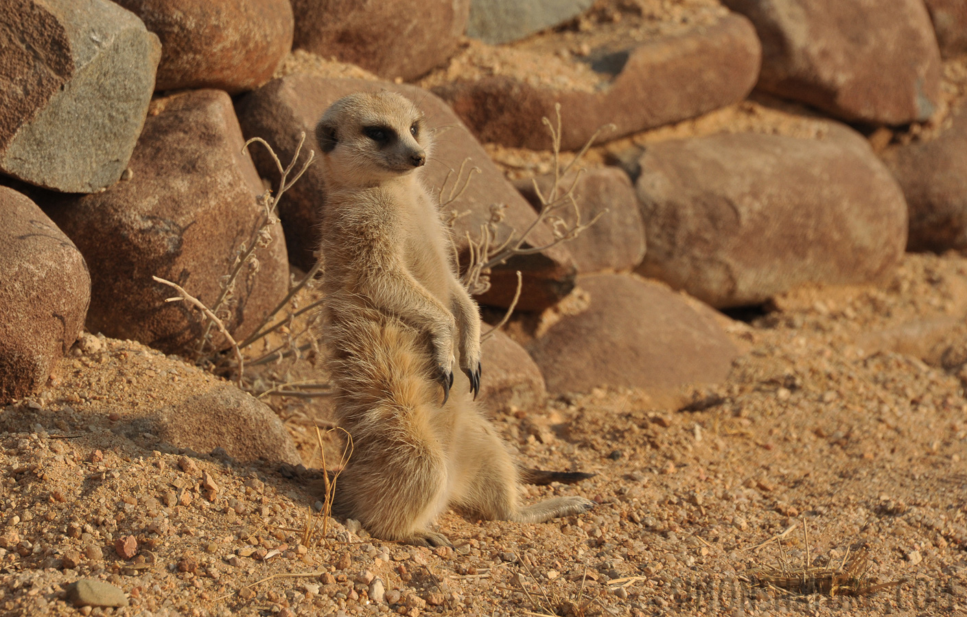 Suricata suricatta [300 mm, 1/1250 Sek. bei f / 9.0, ISO 800]